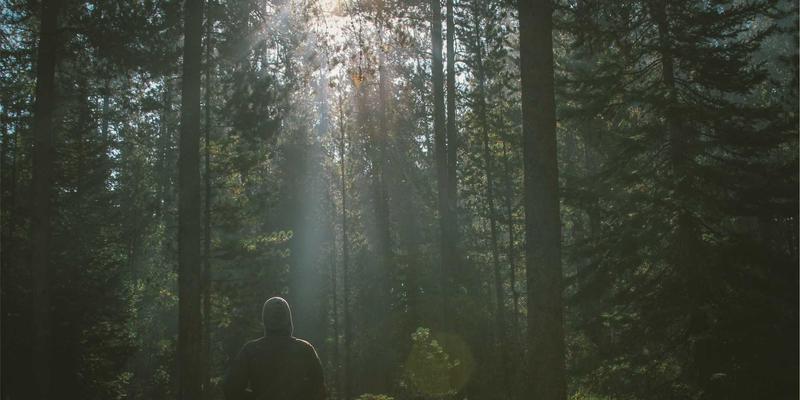 从猫砂到宠物美容：解读现代宠物用品行业的消费升级与情感经济