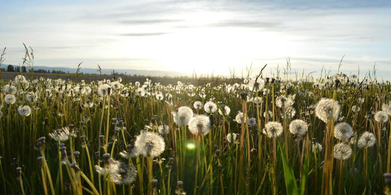 如何为不同品种的狗选择合适的磨牙玩具？从狗粮到宠物医院的全面指南