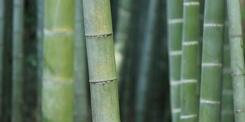 宠物用品88：一站式解决宠物医院、寄养与美容的贴心指南