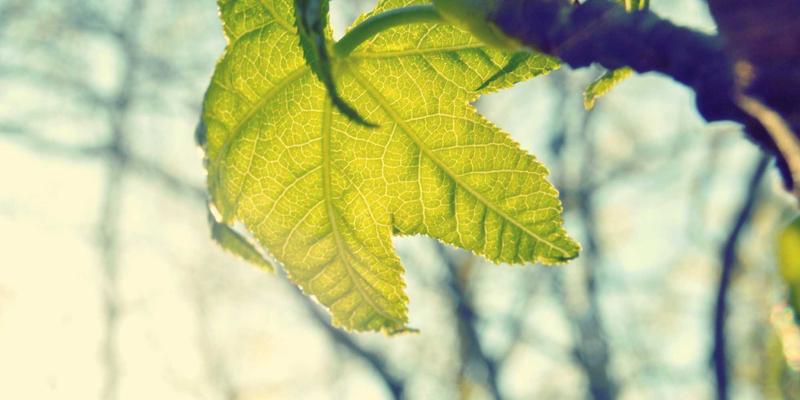 宠物用品应用新趋势：从智能玩具到一站式服务，如何科学养宠？