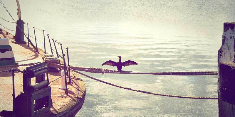 宠物美容与爱宠8：专业宠物服务如何提升毛孩生活品质