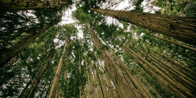 宠物美容必修课：从牙刷到洁齿水，科学预防牙结石全攻略